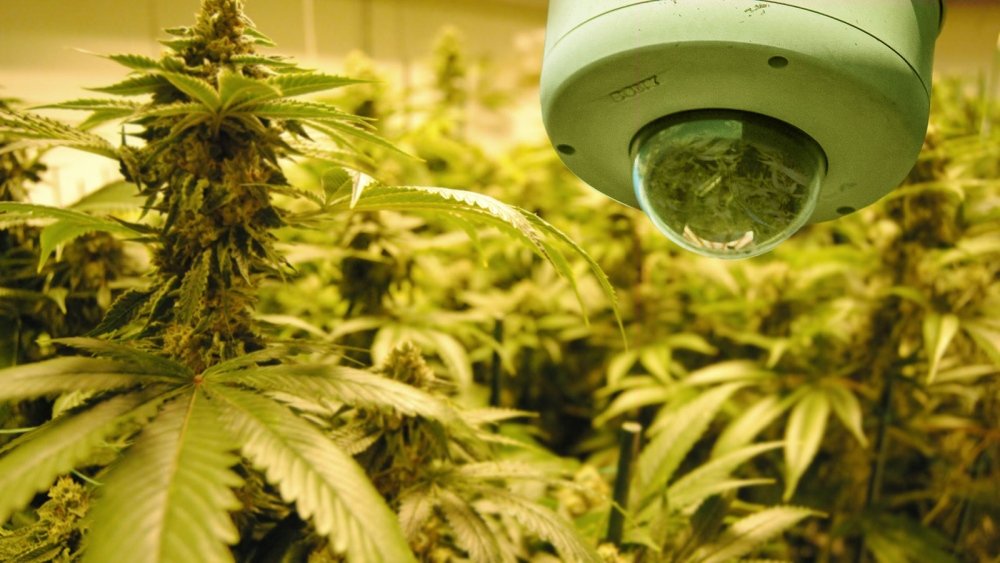 cannabis-vivotek_security_business